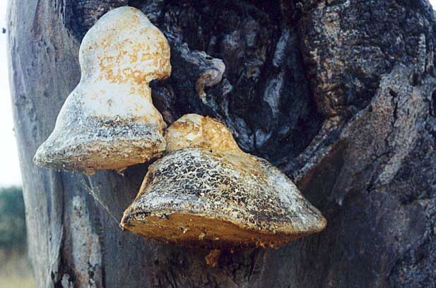 Fungus on Eucalypt, (unknown) 2001