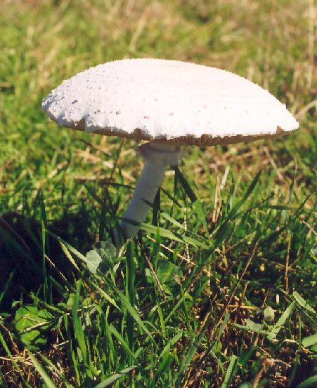 Mushroom. (Unkown) 2002
