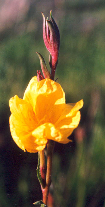 Native Flower, (unknown) 2001
