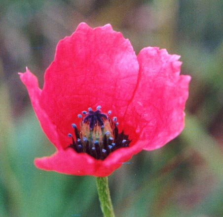 Red Flower, (unknown) 2001