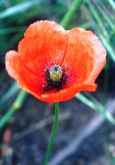 Red Flower, (unknown) 2001