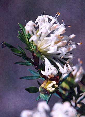 Slender rice-flower. (Pimelea linifolia ssp. linifolia) 2001