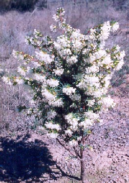 Slender rice-flower. (Pimelea linifolia ssp. linifolia) 2001