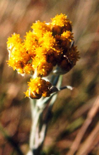 Yellow flower, (unknown) 2001