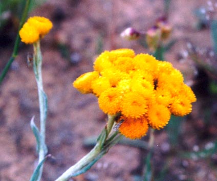 Yellow flower, (unknown) 2001
