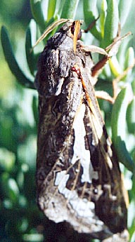 Antennae Moth. (unknown) 2001