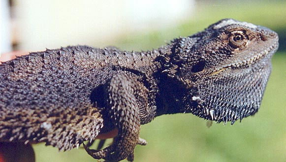 Eastern Bearded Dragon. (Pogona barbata) 2002