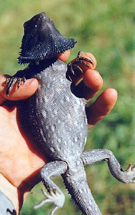 Eastern Bearded Dragon. (Pogona barbata) 2002