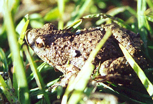 Frog, (unknown) 2001