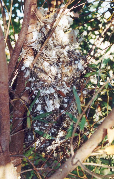 Bird Nest, (unknown) 2001
