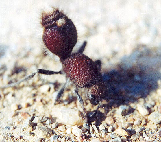 Female Velvet Ant. (unknown) 2001