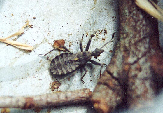 Assasin Bug. (Reduviidae ?) 2001