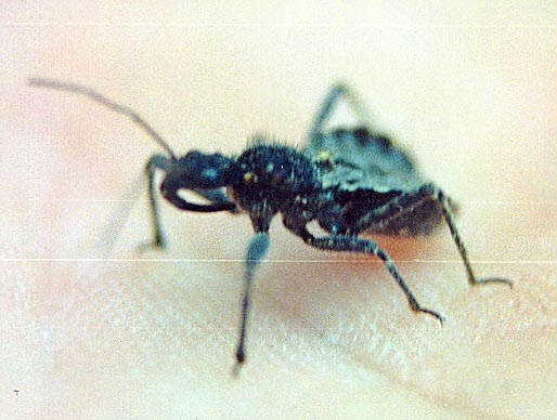 Assasin Bug. (Reduviidae ?) 2001