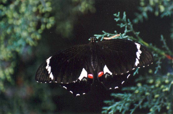 Orchard or Citrus Swallowtail Butterfly, (Papilio aegeus aegeus) 2001