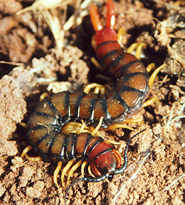 Centipede, (unknown) 2001