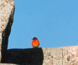Flame Robin. (Petroica phoenicia) 1994