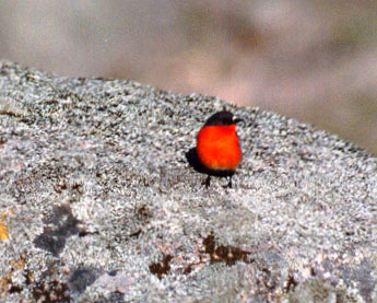 Flame Robin. (Petroica phoenicia) 1994
