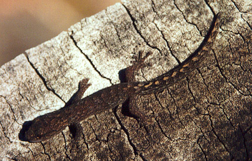 Beaded Gecko, (Lucasium damaeum) 2001