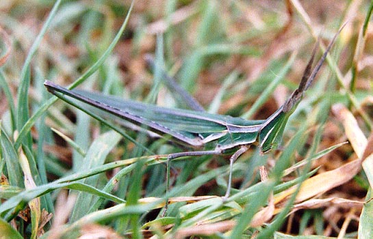 Green Hopper. (Suspected Atractomorpha lata Motsuchulsky) 2002