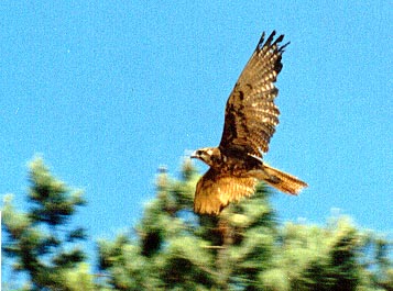 Brown Falcon, (falco berigora) 2001