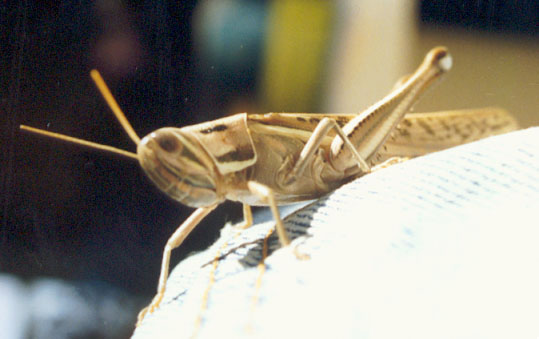 Giant Spur-Throated Locust, (Austracris guttulosa)