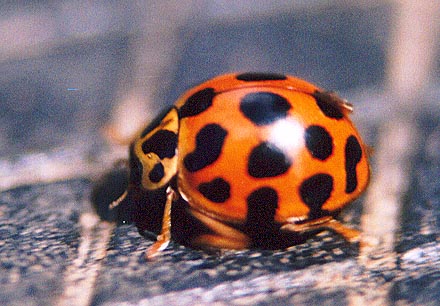 Ladybird, (Harmonia conformis) 2001