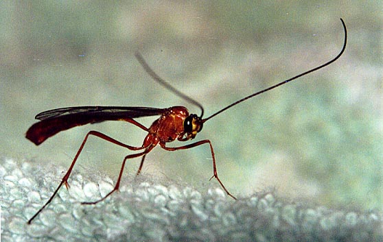 Red Wasp, (Ophion Luteus) 2001