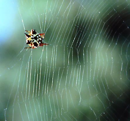 Christmas or Jewel Spider, (Gasteracantha minax)