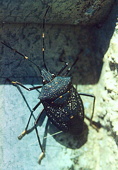 Sheild Bug. (Pentatomidae (?)) 2002
