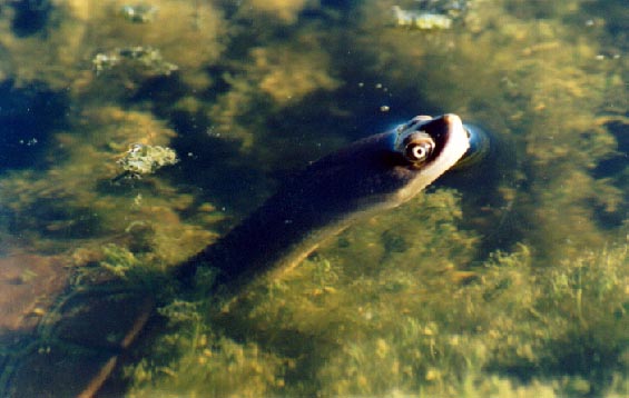 Eastern Long-necked Turtle. (Chelodina longicollis) 1994