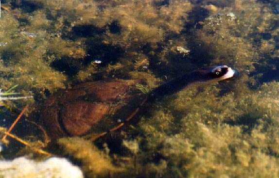 Eastern Long-necked Turtle. (Chelodina longicollis) 1994