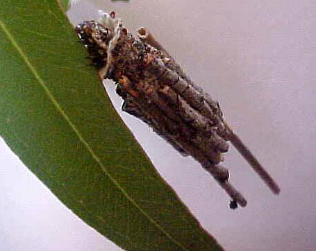 Regular Case Moth Catapillar, (unkown)