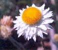 Paper Flower (Bracteantha macrantha)