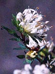 Slender Rice Flower (Pimelea linifolia ssp. linifolia)