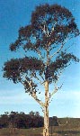 Brittle Gum, (Eucalyptus mannifera, ssp. maculosa)