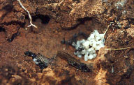 Ants nest(unkown)