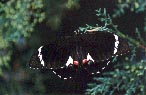 Orchard or Citrus Swallowtail Butterfly (Papilio aegeus aegeus)