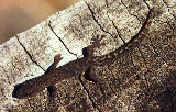 Beaded Gecko, (Lucasium damaeum)