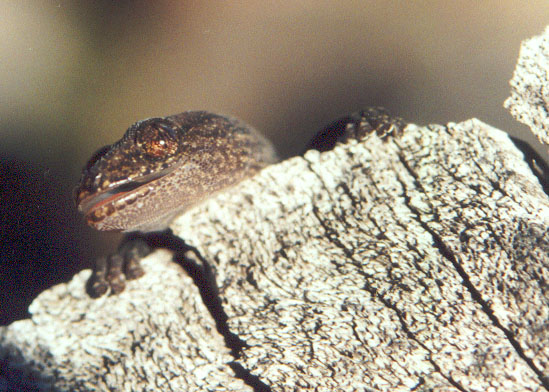 Beaded Gecko, (Lucasium damaeum) 2001