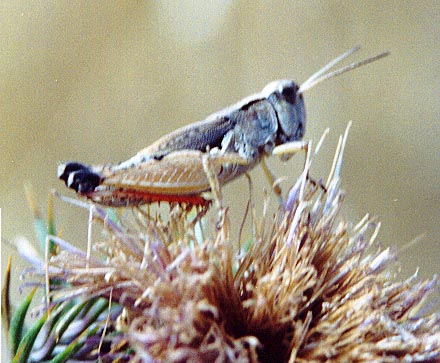 Grasshopper. (unknown) 2001