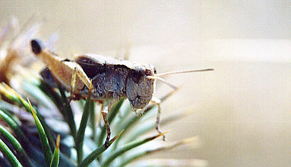 Grasshopper. (unknown) 2001
