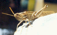 Giant Spur-Throated Locust(Austracris guttulosa)
