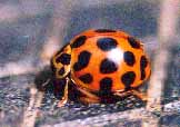 Ladybird (Harmonia conformis)