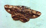 Case or Cup Moth (Unkown)