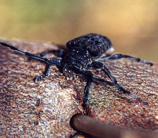 Nest Beetle, (unknown) 2001