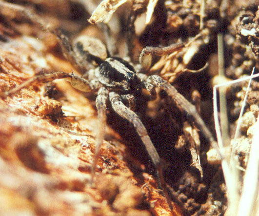 Wolf Spider. (Lyosidae lycosa) 2001