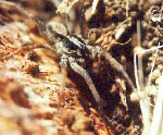 Wolf Spider, (Lycosidae)