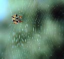 Christmas or Jewel Spider (Gasteracantha minax)