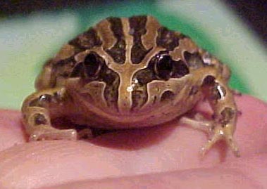 Striped Marsh Frog, (Limnodynastes peronii)