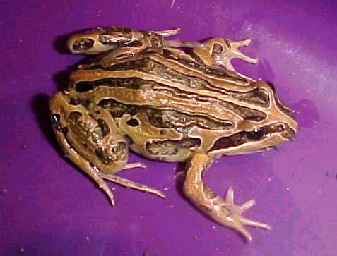 Striped Marsh Frog, (Limnodynastes peronii)